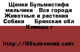 Щенки Бульмастифа мальчики - Все города Животные и растения » Собаки   . Брянская обл.,Клинцы г.